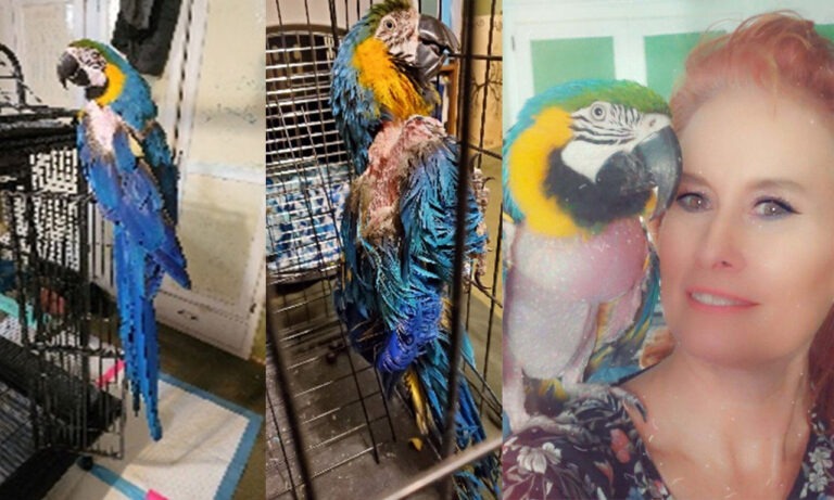 Adopting a Blue and Gold Macaw banner