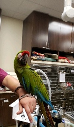 Lago Macaw